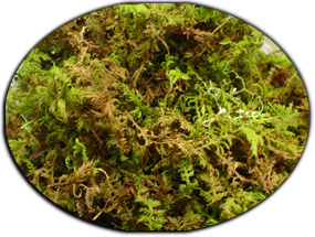 Live Moss For Tadpole Containers