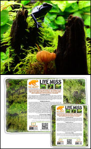 The Best Live Moss For 18x18x12 Terrarium Bioactive Terrariums