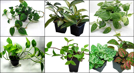 Hand Selected Vines & Trailing Plants For 24x18x18 Bioactive Terrariums Housing Geckos or Snakes