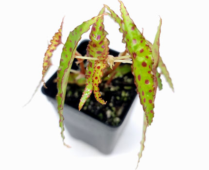 Begonia amphioxus For Terrariums, Begonia amphioxus Bioactive Terrarium Plant
