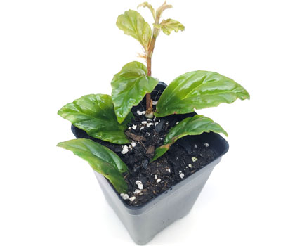 Begonia glabra For Terrariums Bioactive Terrarium Plant