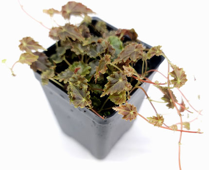 Begonia sp. 'Maldonado' For Terrariums Bioactive Terrarium Plant