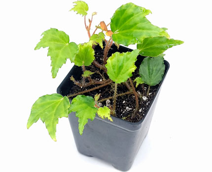 Begonia prismatocarpa For Terrariums Bioactive Terrarium Plant