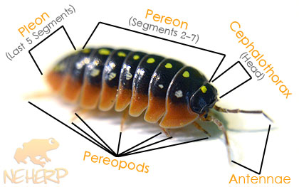 Basic Terrestrial Isopod Anatomy