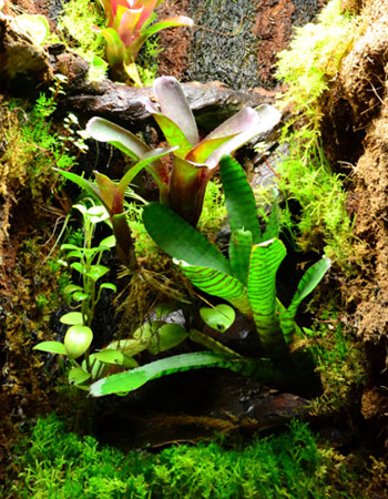 Terrarium Substrate & Soil: The Most Complete Guide
