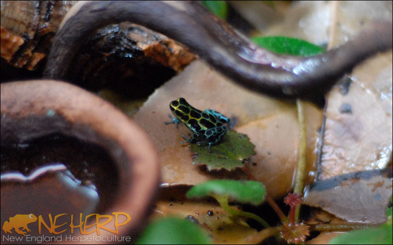 Providing Water For Dart Frogs