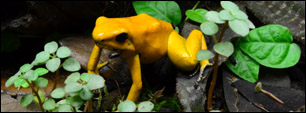 Amphibian Image Gallery