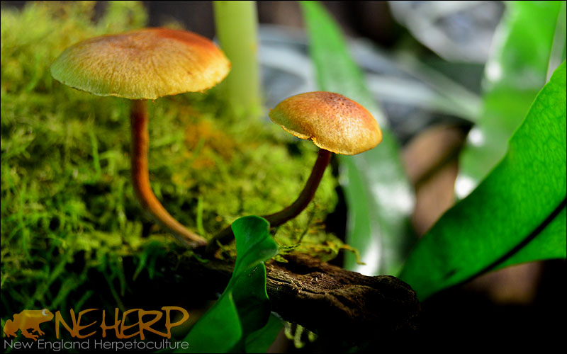 Mushrooms Growing in Bioactive Terrarium From NEHERP