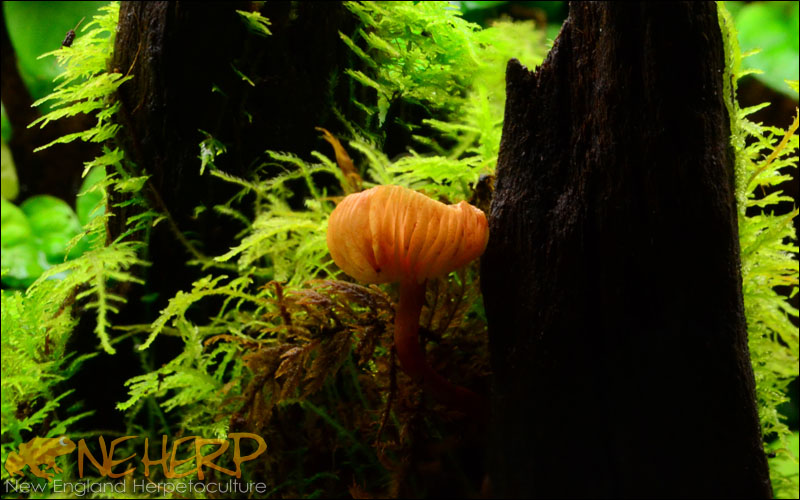 Bright Orange Vivarium Mushroom