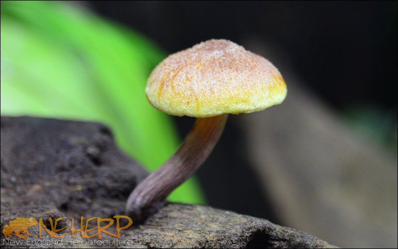 Yellow & Orange Vivarium Mushroom