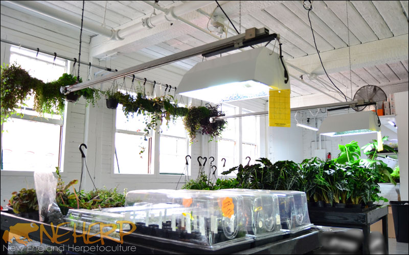 NEHERP Indoor Greenhouse With Hanging Plants