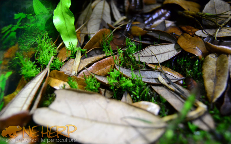 NEHERP Vivarium Moss Growing Through Leaf Litter