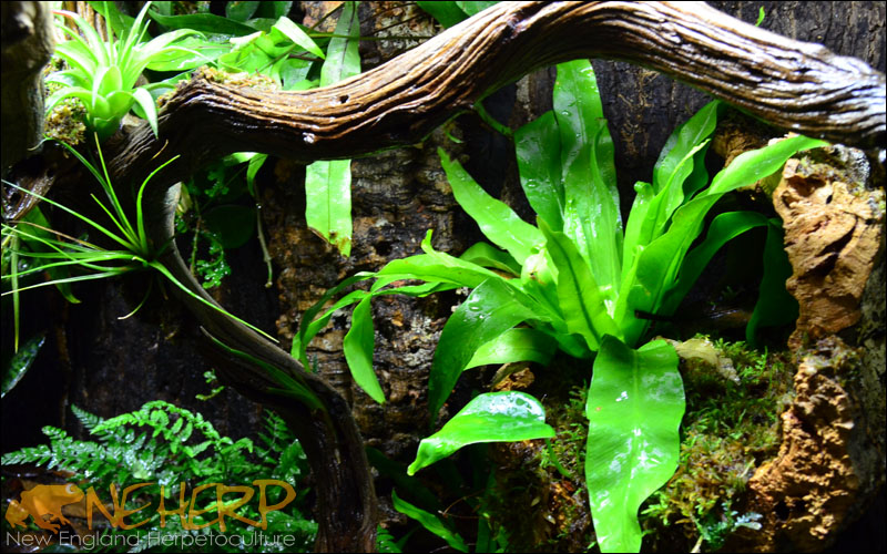 Gecko Plants In Vivarium