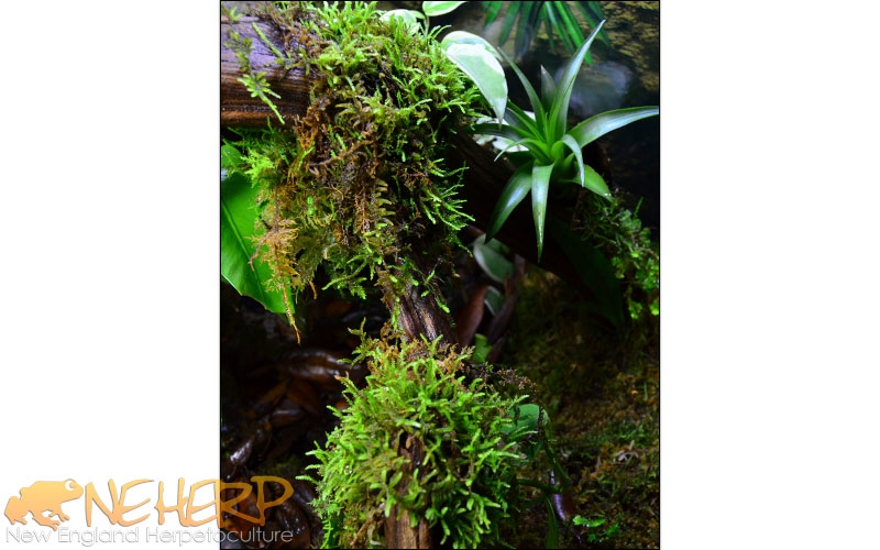 Moss Growing On Wood With Airplant