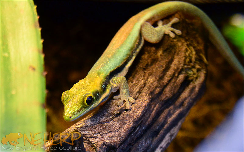 Phelsuma klemmeri / Neon Day Gecko