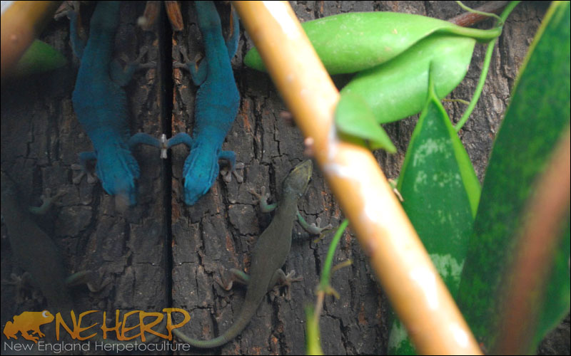 Lygodactylus williamsi / The Electric Blue Gecko