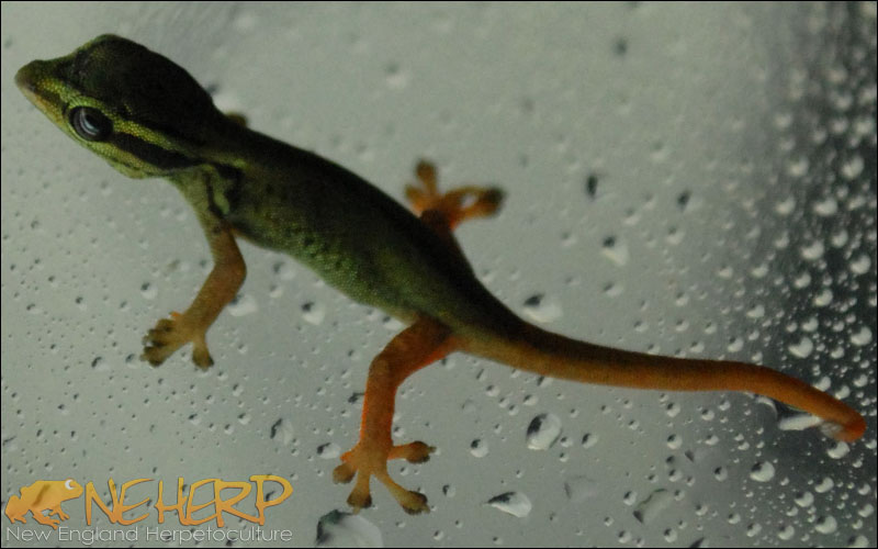 Lygodactylus williamsi Hatchling / Electric Blue Gecko Hatchling