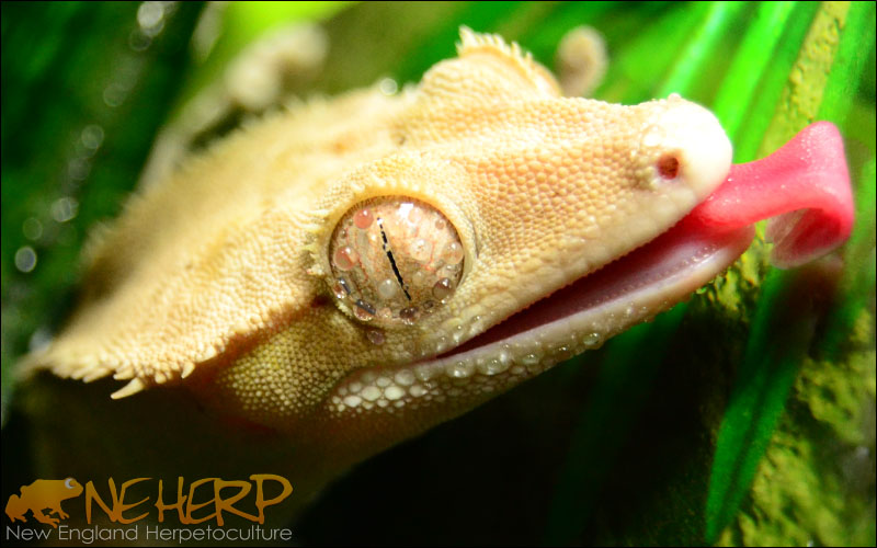 Crested Gecko Drinking