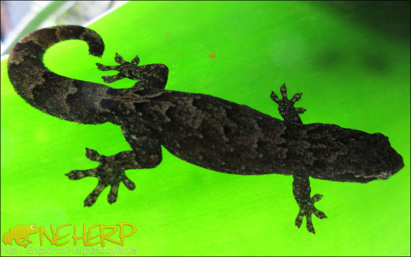Mourning Gecko / Lepidodactylus lugubris