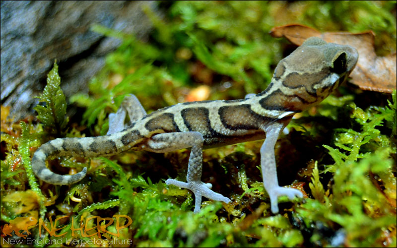 Paroedura picta / Pictus Gecko