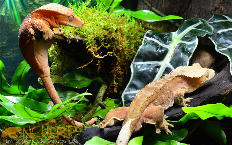 Best Lights For Planted Terrariums With Geckos