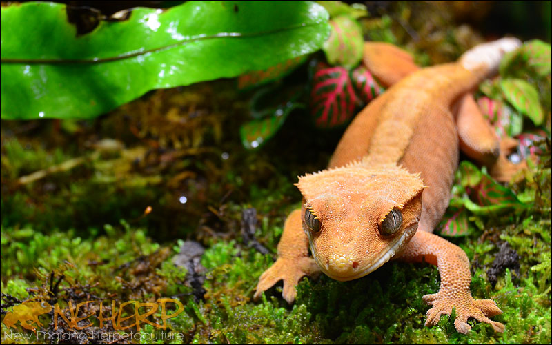 Beautiful Crested Gecko In Vivarium