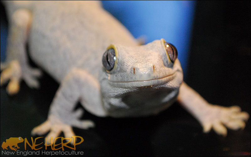 Rhacodactylus auriculatus / Gargoyle Gecko