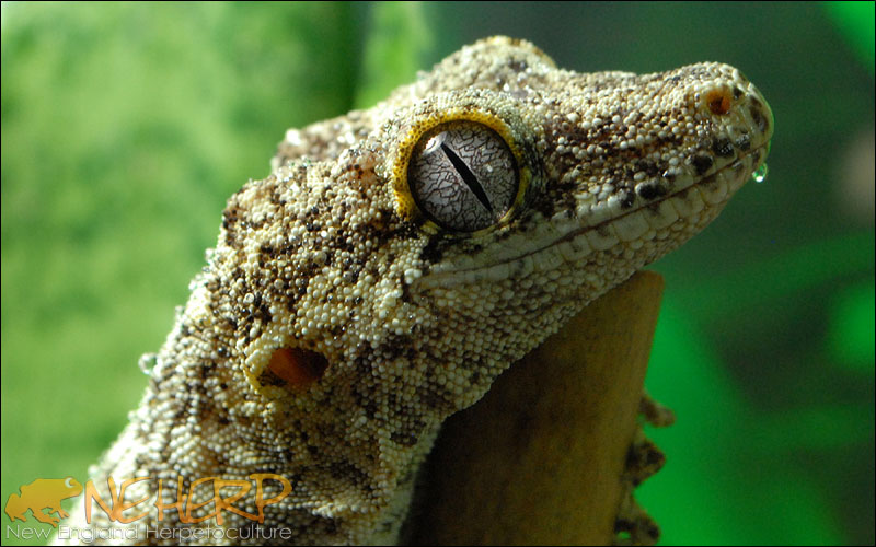 Rhacodactylus auriculatus / Gargoyle Gecko