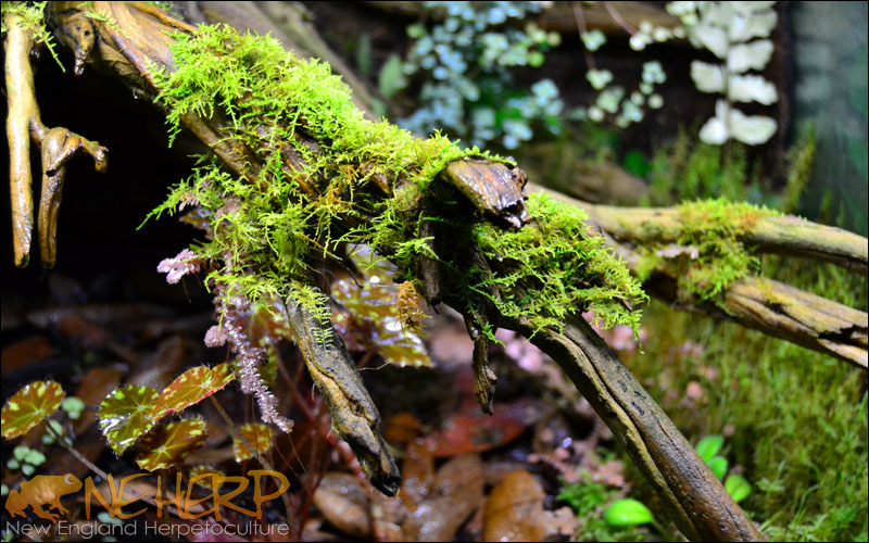 Moss Growth Under NEHERP LEDs
