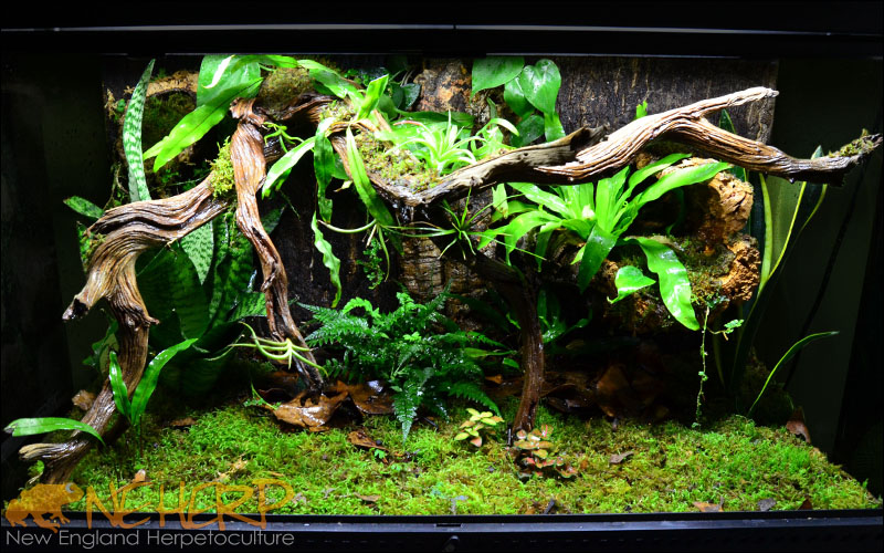 Bioactive Terrarium With Custom Wood Background