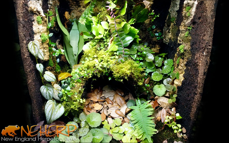 Mossy Caves, Artificial Green Moss Caves Hide for Pet Reptile Frogs and  Snakes, Terrarium & Vivarium Decor, Crested Gecko Tank Decor (4 - Woodland