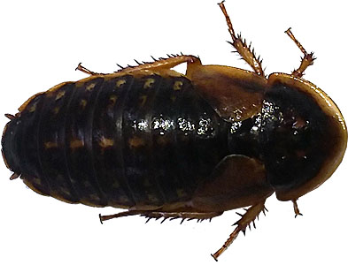 Live Dubia Roaches For Sale CT