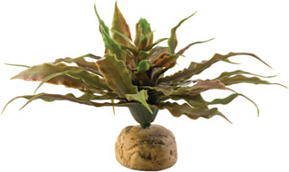 Exo Terra Ground Plant Cryptanthus