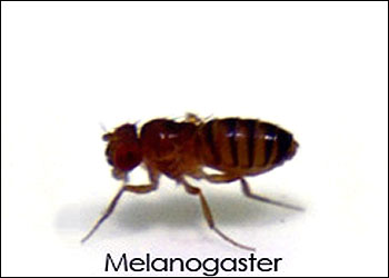 Closeup: D. melanogaster Fruit Fly