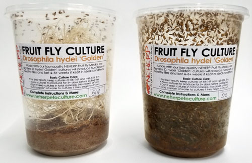 The Best D. hydei 'Golden' Fruit Fly Cultures