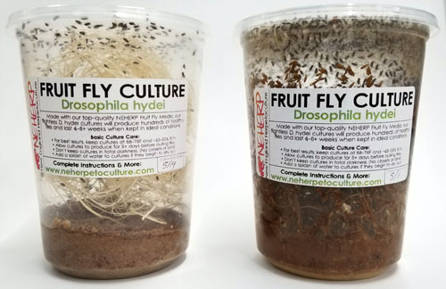 The Best D. hydei Fruit Fly Cultures