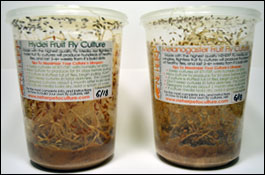 NEHERP Fruit Fly Cultures