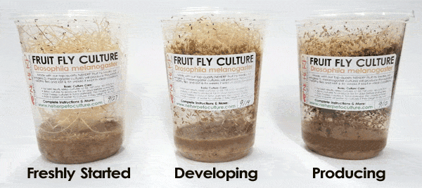 The Best D. melanogaster Fruit Fly Cultures