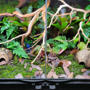 Hatchling Proofing Service For Terrariums