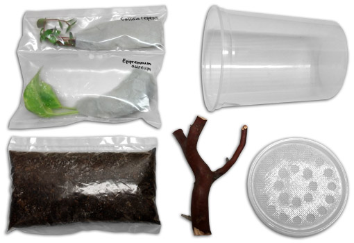 Grow Out Enclosure Kit For Hatchling Geckos