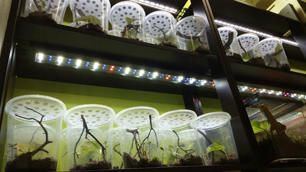 Grow Out Enclosure Kit For Reptiles & Amphibians