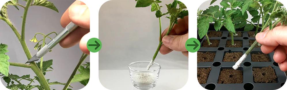 Hormex Rooting Hormone For Terrarium Plants