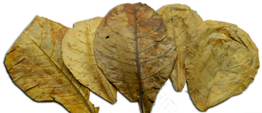Indian Almond Leaves For Tadpoles
