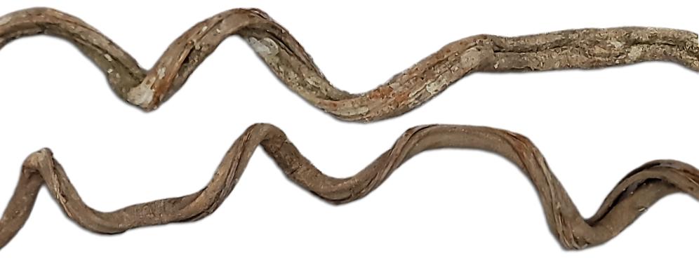 Frog Safe Twisty Curly Vines For Terrariums