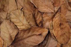 Safe Leaf Litter For Live Vivariums