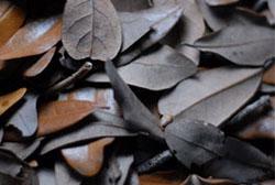Best Leaf Litter For Bioactive Terrariums