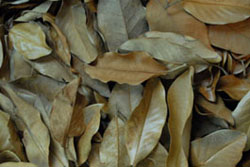 Magnolia Leaf Litter For Bioactive Terrariums