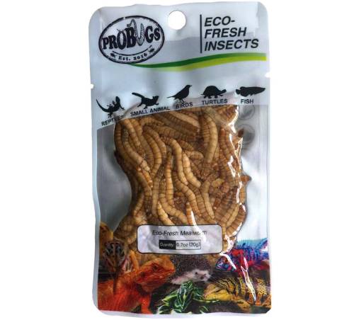 Probugs Mealworms Meal Worms Best Price