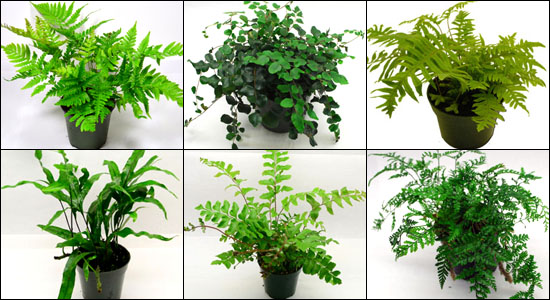 Hand Selected Terrarium Appropriate Ferns For 20H Vert. Bioactive Terrariums