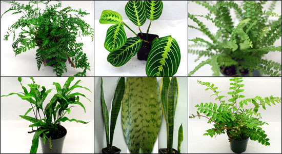 Hand Selected Reptile Safe Ferns For 10G Vert. Live Vivariums